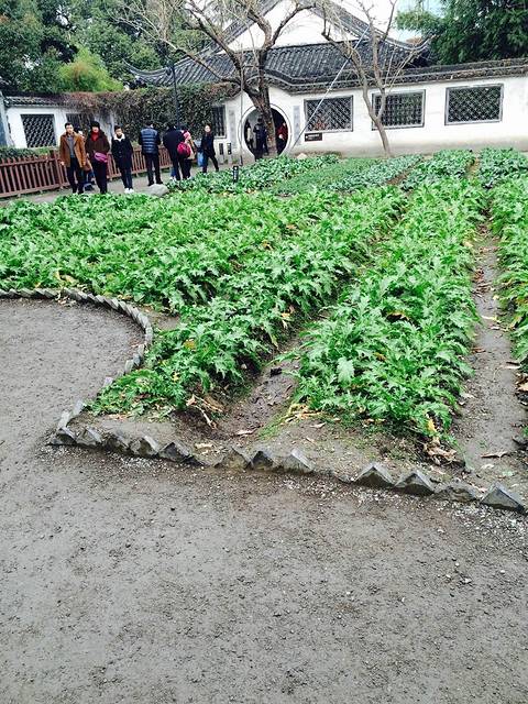 百草园里的菜畦