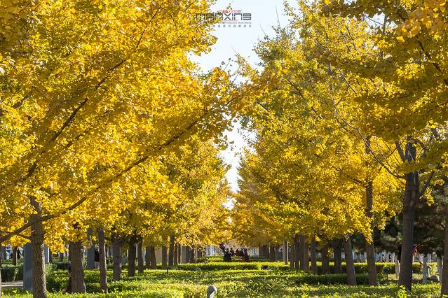 奥林匹克森林公园