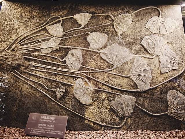 汤山方山国家地质公园博物馆