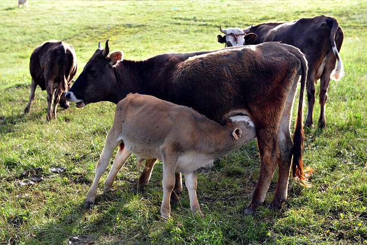 牛群主人在一旁挤牛奶小牛开始吃奶老牛把小牛拱起小牛站不稳,又倒了