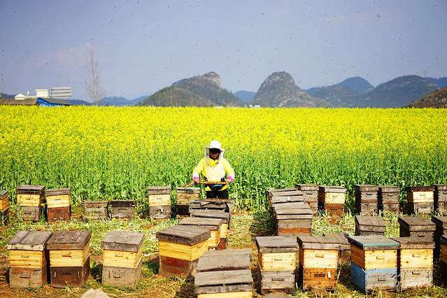 罗平油菜花景区