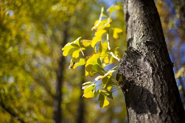 朝晖文化公园-最美银杏林