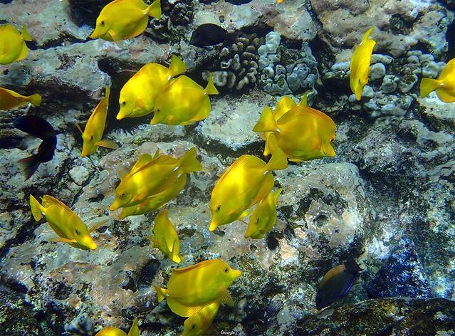 普吾可霍拉神庙国家历史遗迹