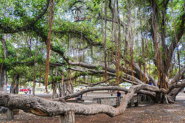 拉海纳的菩提树