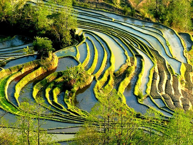 "这里是元阳山势最险峻、气势最恢宏壮观的梯田，堪称“大地雕塑”的典范。摄于元阳老虎嘴梯田景区_老虎嘴景区"的评论图片