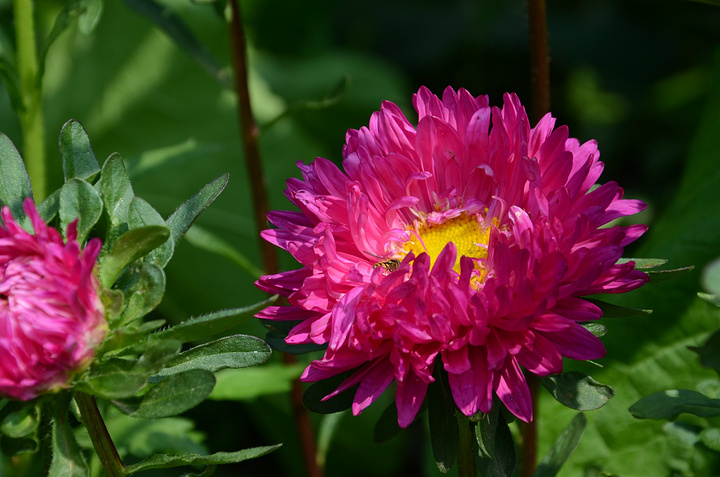 2017一条小河流从林间蜿蜒流过。哗哗的流水
