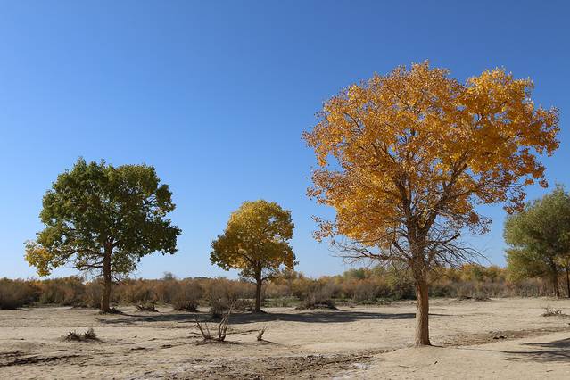 额济纳热之---三秋之末,际遇胡杨