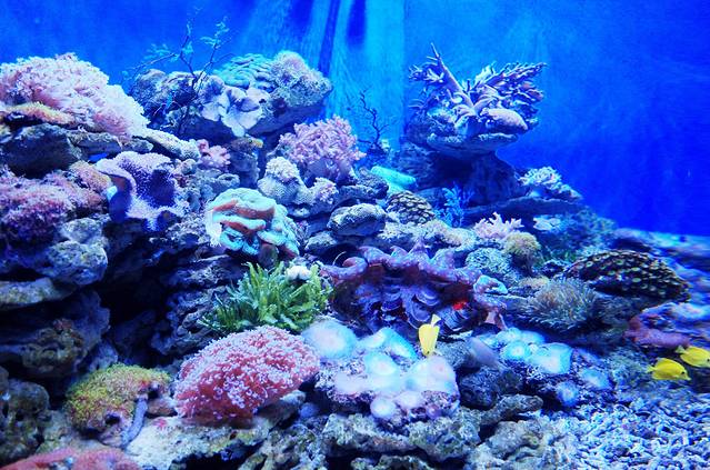 大连圣亚海洋世界