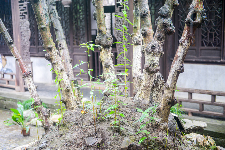 城内堰瓦坝始建于明代晚期陈元龙曾祖后改建扩大并把大门改为竹扉又增
