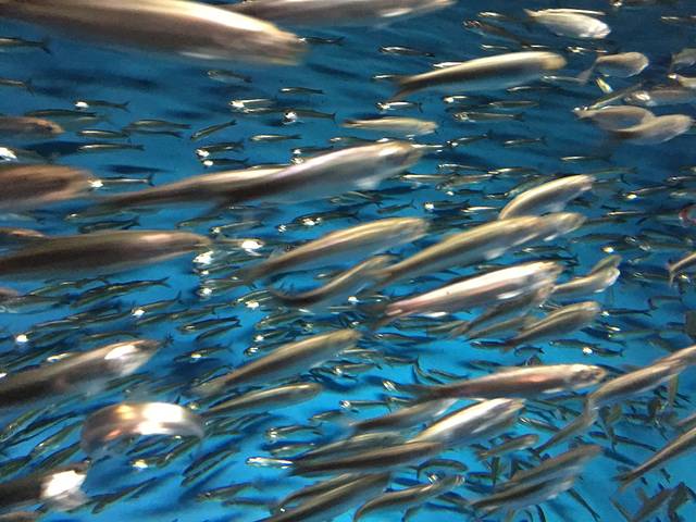 蒙特雷湾水族馆