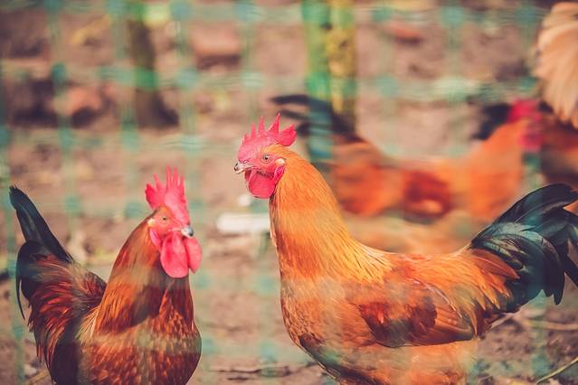 【wuli有女初长成】蛋蛋君复出啦!