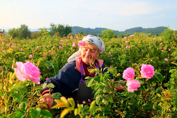 赴一场玫瑰之约——2016年6月保加利亚初夏游