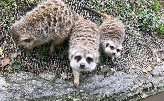 上海野生动物园