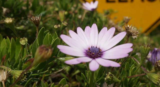 澳大利亚--在塔斯马尼亚的天空下呼吸