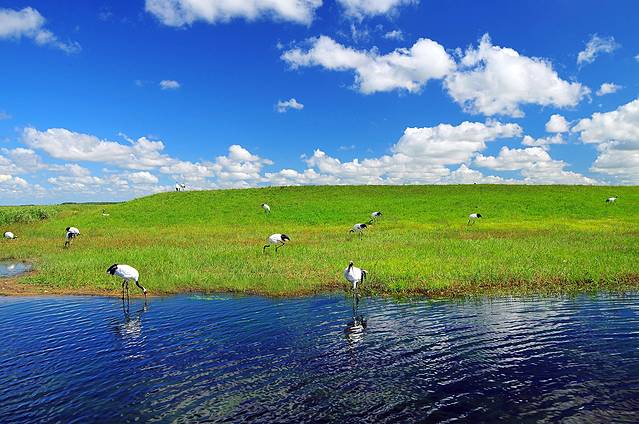 扎龙生态旅游区