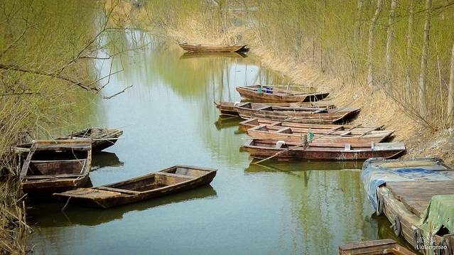 滕州微山湖红荷湿地
