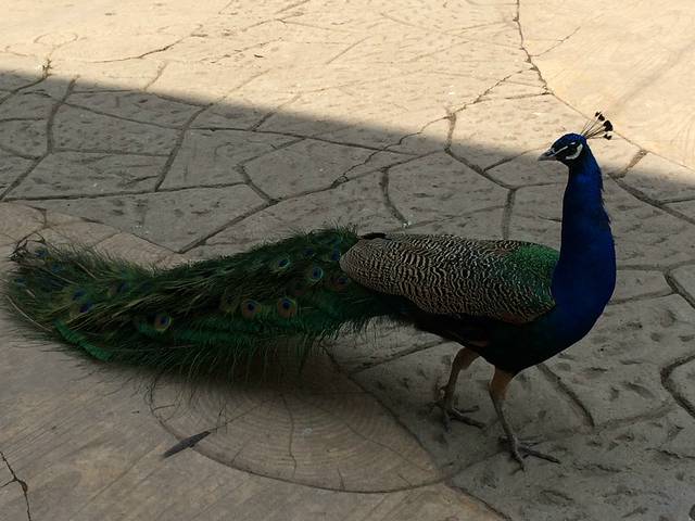 北方森林动物园