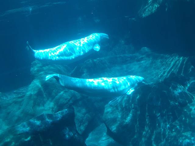 佐治亚州水族馆