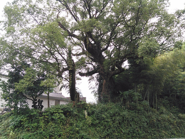 "与许多商业化的旅游景点相比，这里是纯粹的原生态，没有喧嚣，没有人群的熙熙攘攘，村子出奇的安静_芹川村"的评论图片