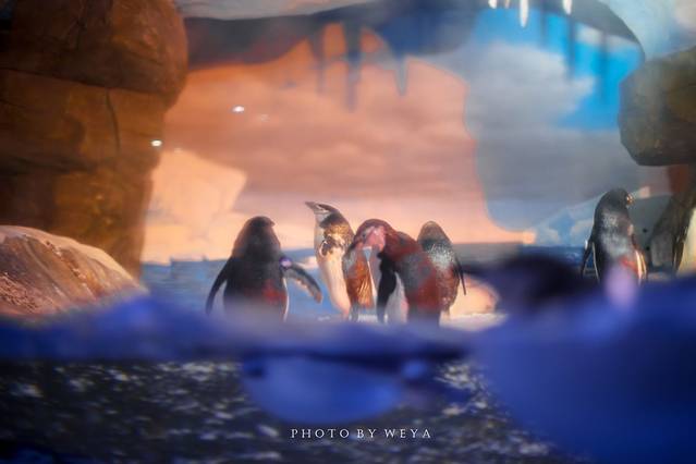 海合安成都极地海洋公园