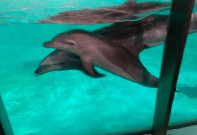 西归浦市立海洋公园