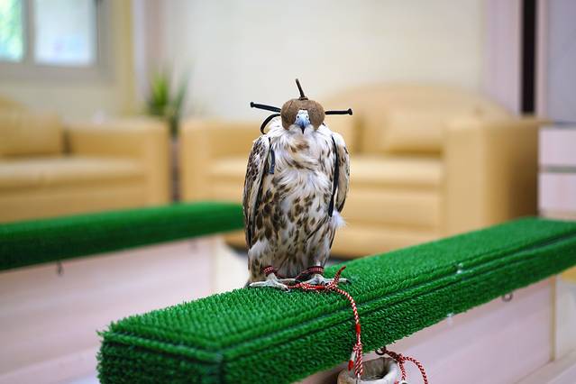 阿布扎比猎鹰医院