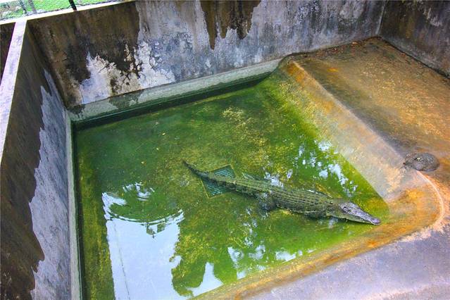 巴拉望野生生物救助和保护中心