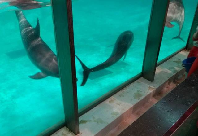 西归浦市立海洋公园