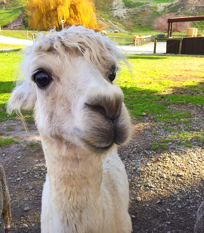 被抢了颜值担当的称号,大羊驼表示不爽.