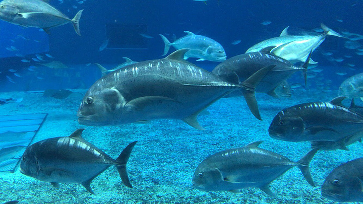 世界第三的海洋馆,各种浅海和深海动物一览无遗,值得一去的地方.