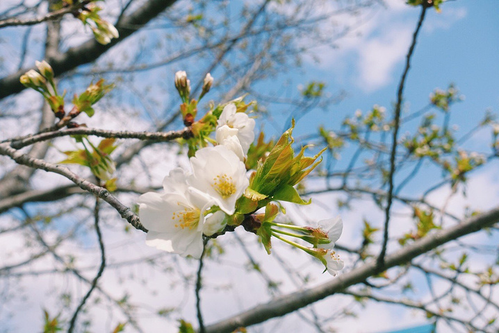 2017战国时期曾是丰臣秀吉居城的天守阁,而今