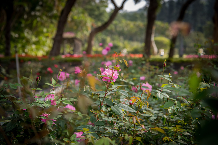 2019士林官邸游玩攻略,售票时间为上午9:30,非