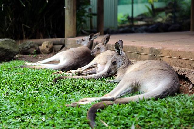 库兰达雨林小镇