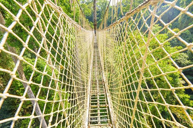 望天树树冠走廊