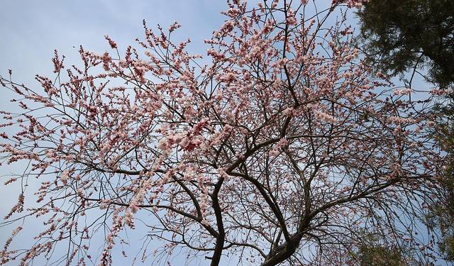 圆明园遗址公园-绮春园景区