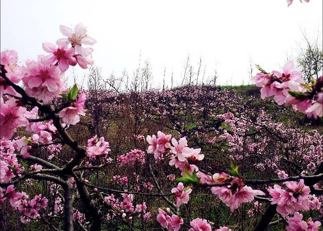 桃花故里景区