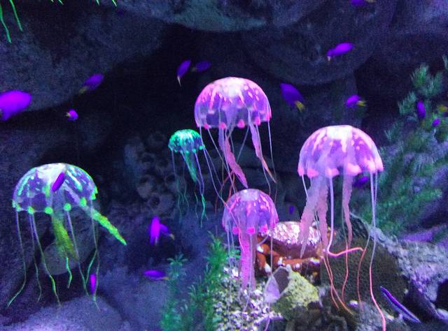 海合安成都极地海洋公园