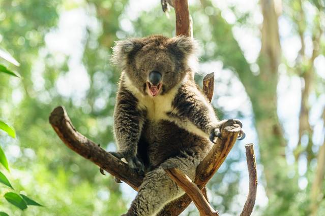 峡谷野生动物园