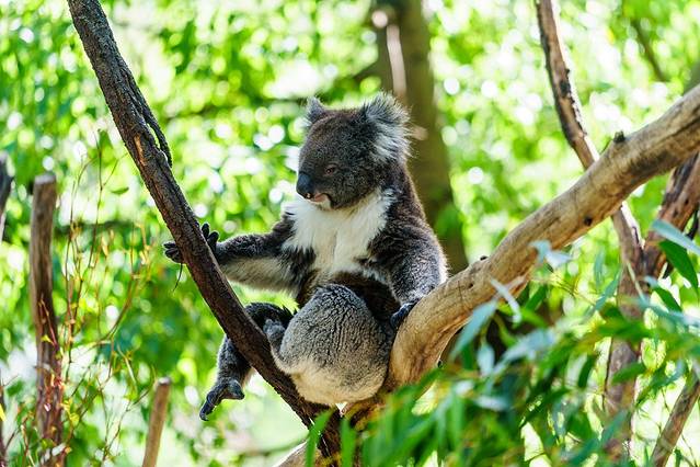 峡谷野生动物园
