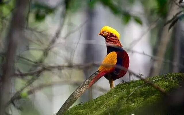 唐家河自然风景区