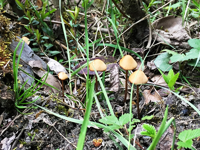 大山的礼物图片 大山的礼物图片
