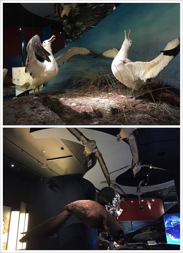 塔斯马尼亚博物和艺术馆