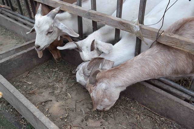 小蚂蚁薰衣草儿童庄园