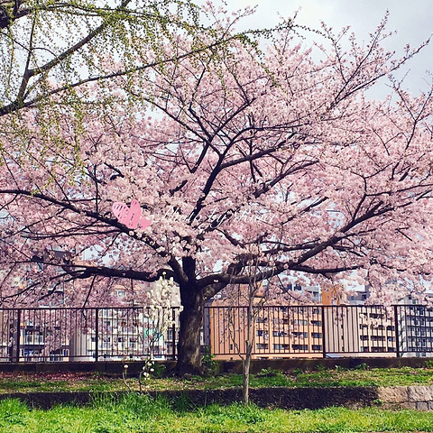 【大阪城公园】 地址:大阪市中央区大阪城1-1 