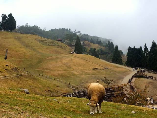 清境绵羊城堡