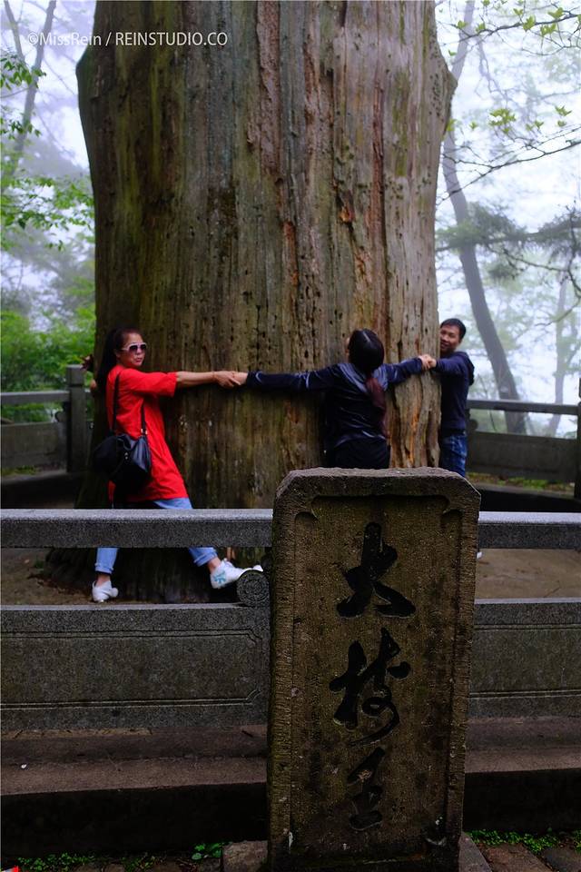 天目山自然保护区-五世同堂