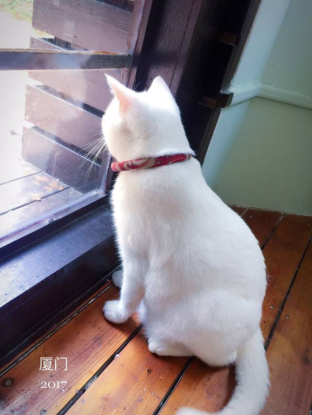 八婆婆烧仙草(大润发店)