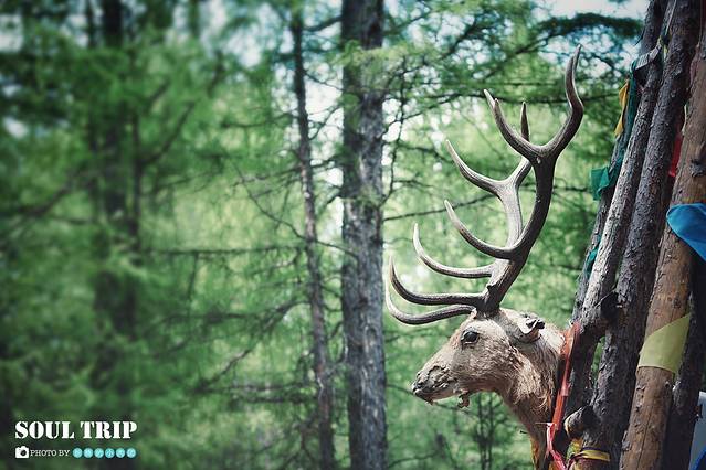 敖鲁古雅驯鹿之乡