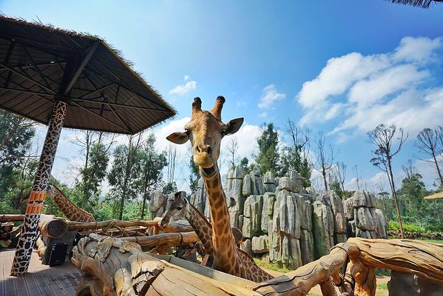 云南野生动物园