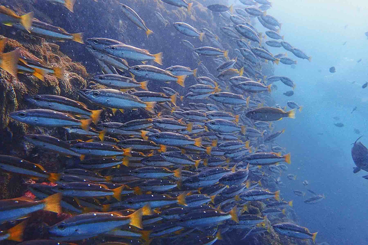 "小pp岛潜水 可以说是海底生物非常丰富了 各种各样的海🐰 nimo🦀️！超级可爱_Payong-Payong Beach"的评论图片